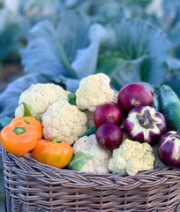 Seasonal harvest: a basket filled with fresh organic vegetables picked from a garden. Natural food, heathy diet, agriculture and farming.