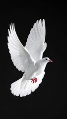 A white dove in flight against a black background (2)