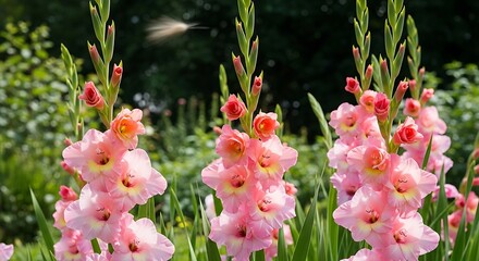 Beautiful Pink Gladiolus Flowers in Bloom.