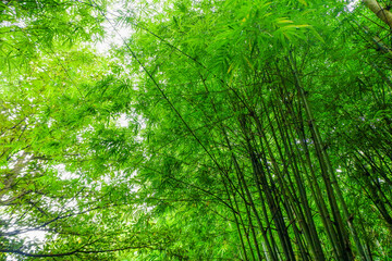 Many bamboo stalks and light beam,bamboo thick and green,bamboo forest with young Bamboos.