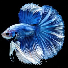 Vibrant blue and white fish against black background