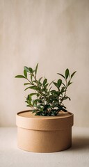 Fototapeta premium Small plant in a light brown cardboard box on a light beige background