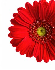 Close-up of a vibrant red gerbera daisy (1)
