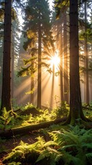 Sunlight streams through a misty forest (2)