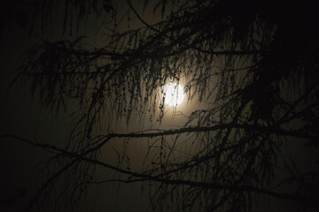 moon and tree