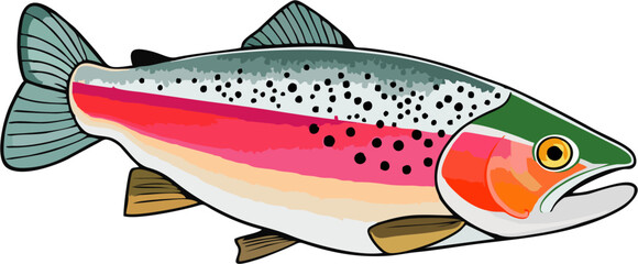 Realistic Side View Rainbow Trout Vector – Detailed Colorful Freshwater Fish Illustration for Fishing and Wildlife Design