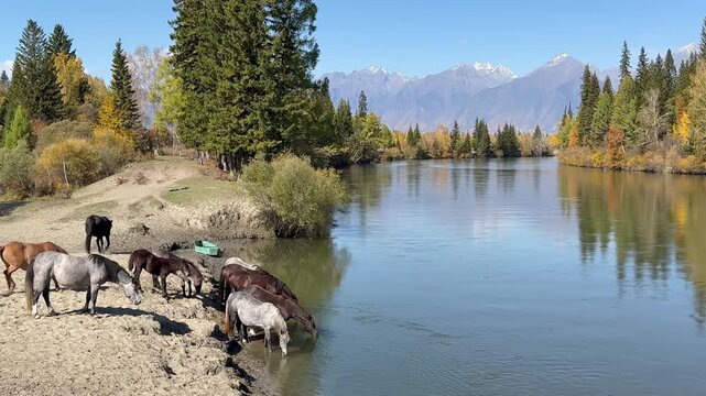 Video of horses come to watering hole on bank of Irkut River on sunny September day. In distance snow-capped Eastern Sayan Mountains. Siberia, Baikal region, Buryatia, Tunka Valley nature park