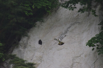 The parent peregrine falcon brings back food it caught during the spring breeding season to its nest (hyper-zoom shot) / 春の繁殖期に捕獲した餌を巣へ持ち帰ったハヤブサの親鳥 (超望遠ズーム撮影)