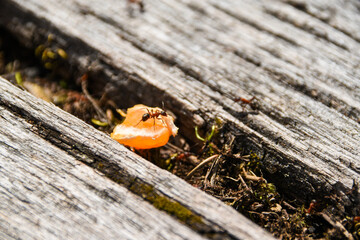 Fototapeta premium ants on a stump