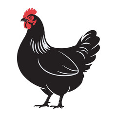 Black Hen Vector Illustration – Farm Chicken with Red Comb and Detailed Feathers