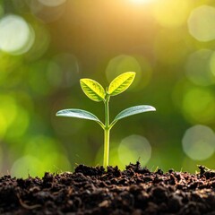 A young sprout emerging from soil, bathed in sunlight