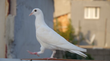 white dove in the park