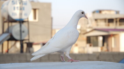 white dove in the park