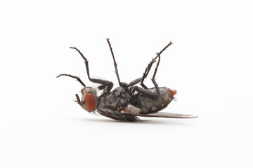 A fly on its back against solid white backdrop