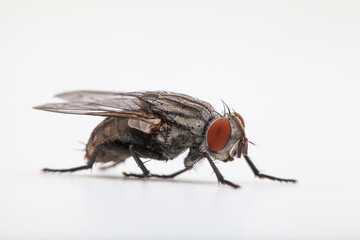 Close-up of housefly on solid white backdrop