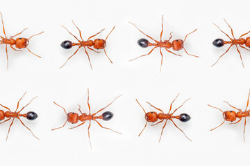 Two rows of ants marching in opposing directions horizontally