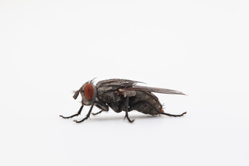 Portrait of a fly facing left on solid white backdrop