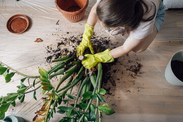 Top view woman replanting houseplants in room
