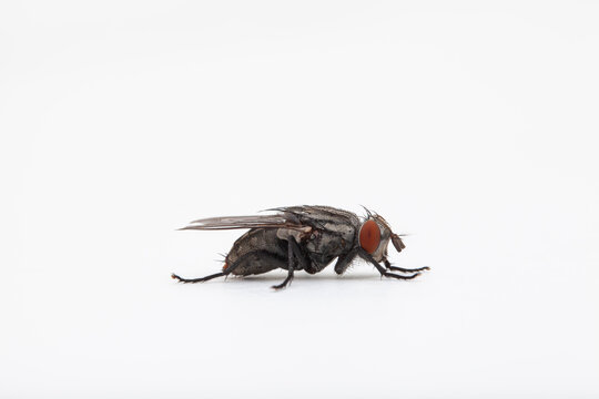 Side view of a housefly on solid white background