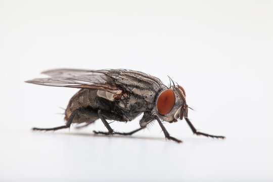 Close-up of housefly on solid white backdrop