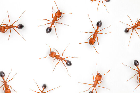 Looking down on close-up view of ants scattered on white surface