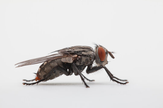 Portrait of a fly facing right on solid white backdrop