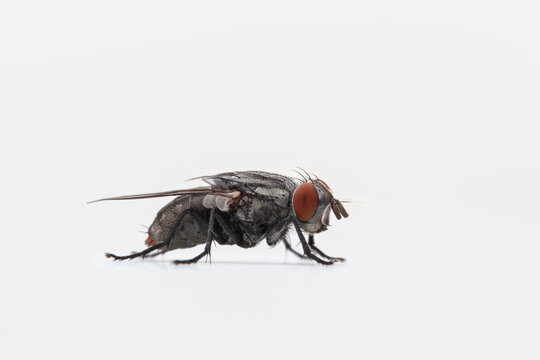 Portrait of a fly on solid white backdrop