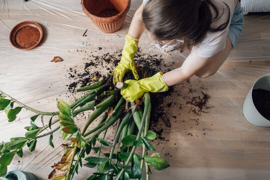 Top view woman replanting houseplants in room