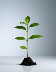 A small, young plant sprouts from a patch of dark soil against a light gray background.  Simple, vibrant
