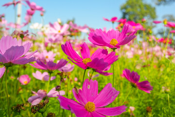 Beautiful pink cosmos flowers blooming in garden,spring season.