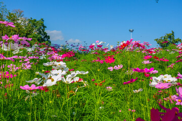 Beautiful pink cosmos flowers blooming in garden,spring season.