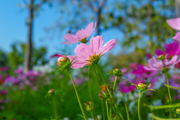 Beautiful pink cosmos flowers blooming in garden,spring season.