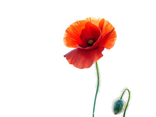 Obraz premium Single red poppy flower isolated on transparent background, showcasing its delicate petals and a small bud on the stem