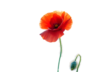 Single red poppy flower isolated on transparent background, showcasing its delicate petals and a small bud on the stem