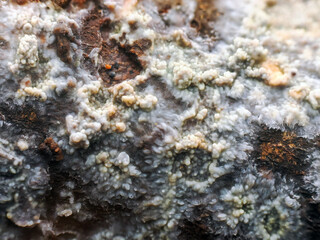 Close-up macro shot of grey and red lichen over tree bark. Selective focus