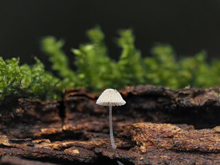 Fungal colonies growing wild on rotting tree trunks.