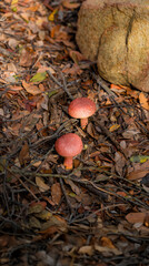 Vertical photograph of two wild red-capped mushrooms growing among fallen leaves and branches next to a large rock.
