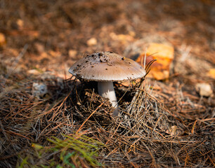 A solitary brown mushroom in the forest, its cap covered in soil and its stem surrounded by pine needles.
