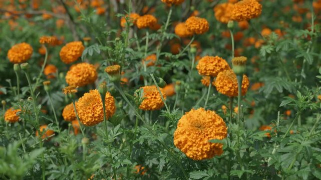 Field of growing bright orange blooming flowers. Tagetes erecta or marigold plantation.