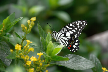 Obraz premium Black and White Butterflies