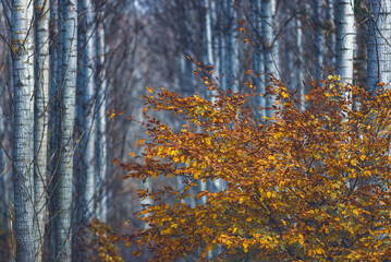 Autumn leaves on tree. Fall season in forest. Closeup colorful leaf. Natural background, Bakony Forest, Hungray