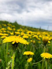 Field of yellow dandelions, dandelion, spring and flowers, for advertising summer or spring, for banner. High quality
