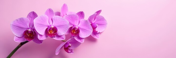 Delicate purple orchid blossoms splayed on soft pink backdrop, orchid branch, blossom