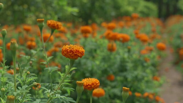 Field of growing bright orange blooming flowers. Tagetes erecta or marigold plantation.