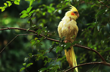  heavy pied lutino cockatiel bird image