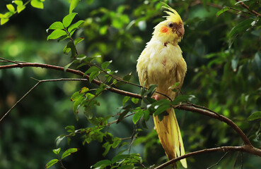  heavy pied lutino cockatiel bird in palm 
