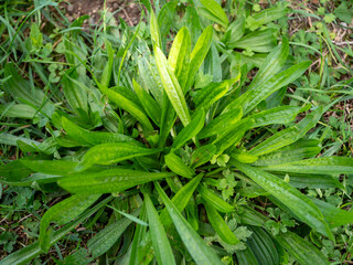 Obraz premium Zelený skorocel (Plantago major) s čerstvými listami rastúci v tráve, známy ako liečivá bylina používaná na rany, kašeľ, trávenie a prírodné liečenie.