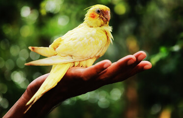  heavy pied lutino cockatiel bird in palm 