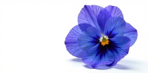 Single blue pansy flower, vibrant petals, isolated on pure white background , macro, white background, viola