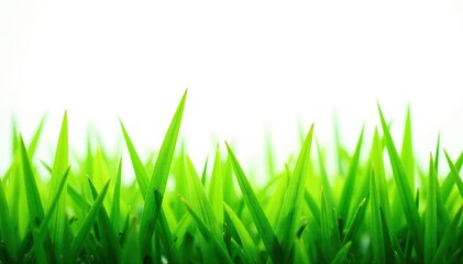 Obraz premium Vibrant green grass blades isolated on pure white , growth, park